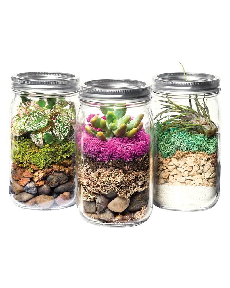 thumbnail image 2 of DIY Mason Jar Terrarium Kit - Complete Starter Set For Succulents & Air Plants 2 of 13