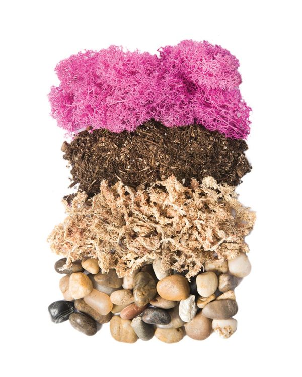 Beach Terrarium Kit - SuperMoss