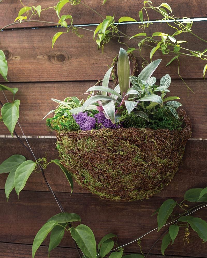 SuperMoss - Valencia Moss Wall Sconce, 13