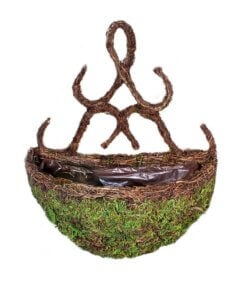 Valencia Moss Wall Sconce, 13"