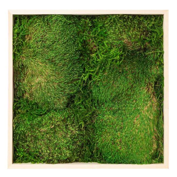 Mood Moss Preserved