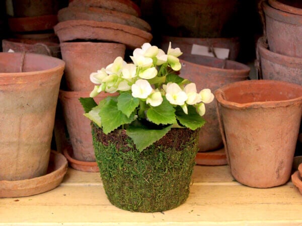Vineyard Deco Moss Basket