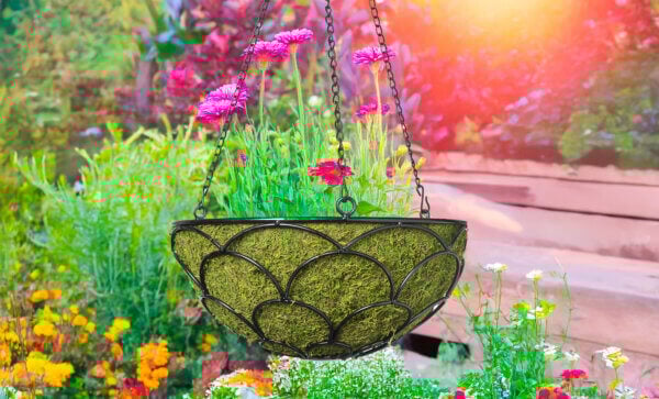 Ashford Round Wire Hanging Basket