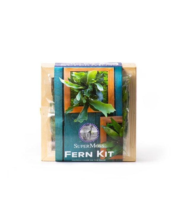 Mounted Fern Kit Fresh Green