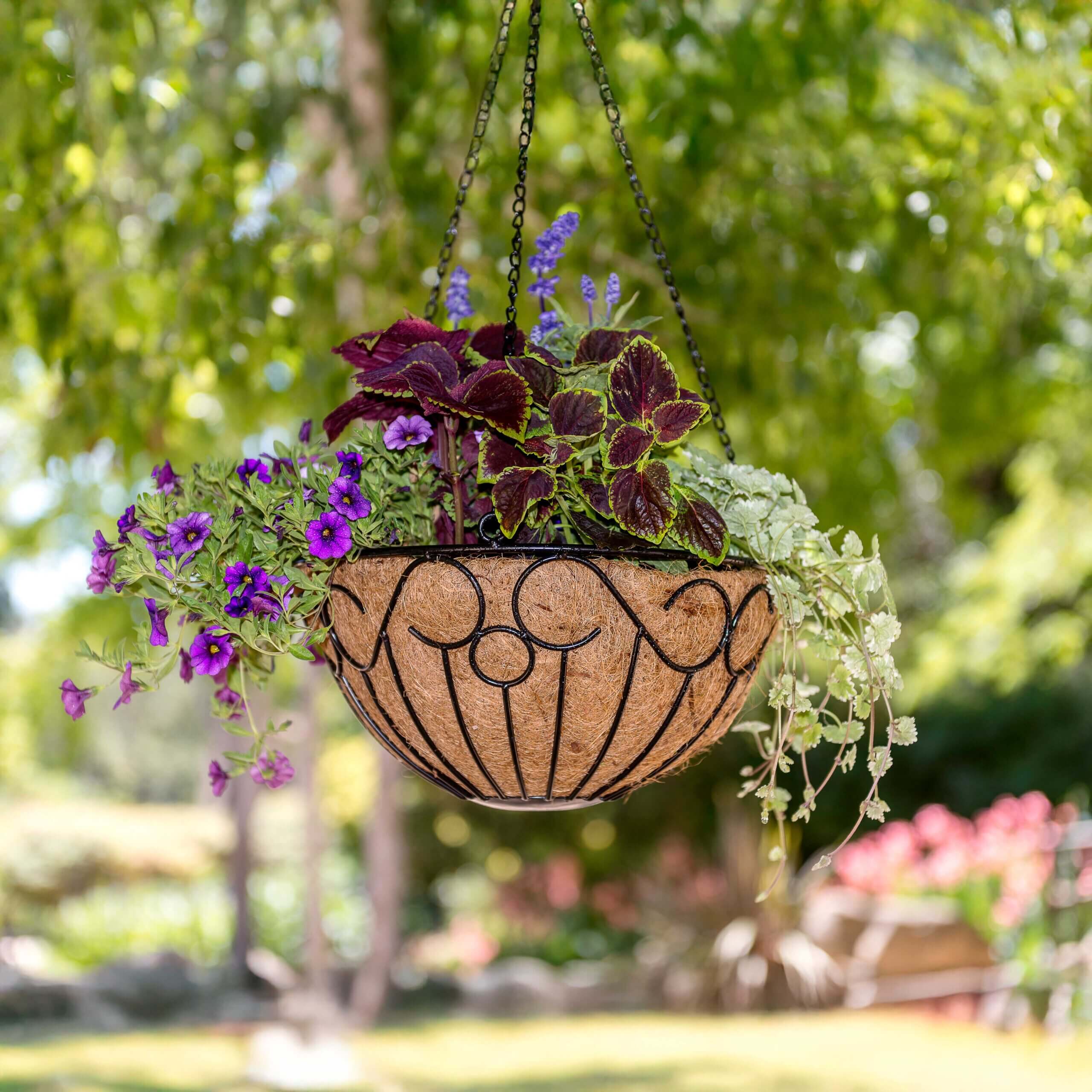 SuperMoss Bristol Round Wire Hanging Baskets