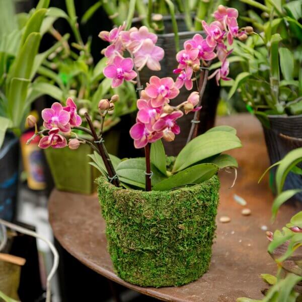 Carmel Deco Moss Basket