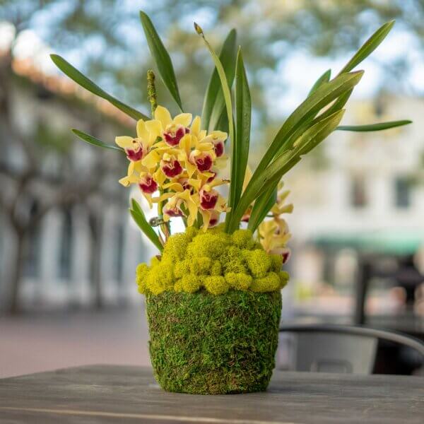 Creekside Deco Moss Basket