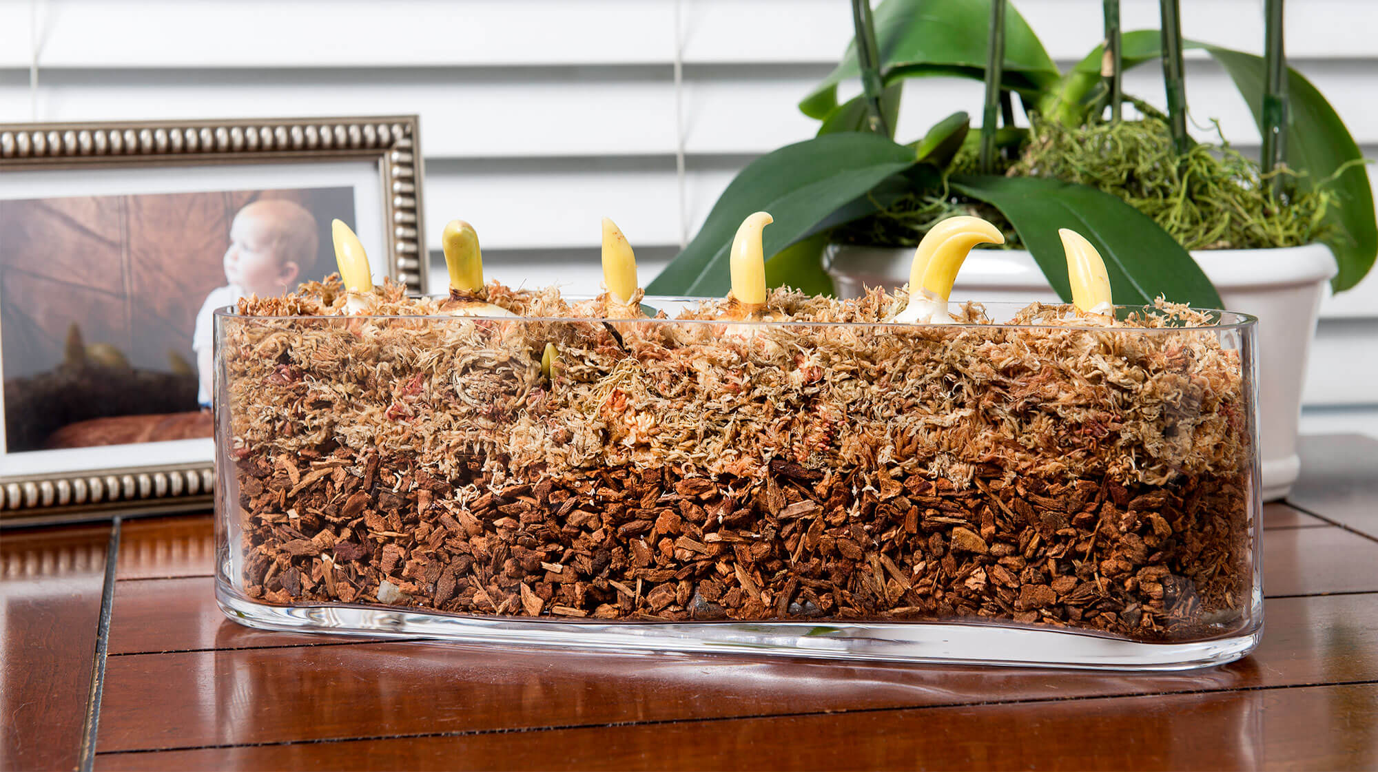 SuperMoss - Douglas Fir Orchid Bark 3/4