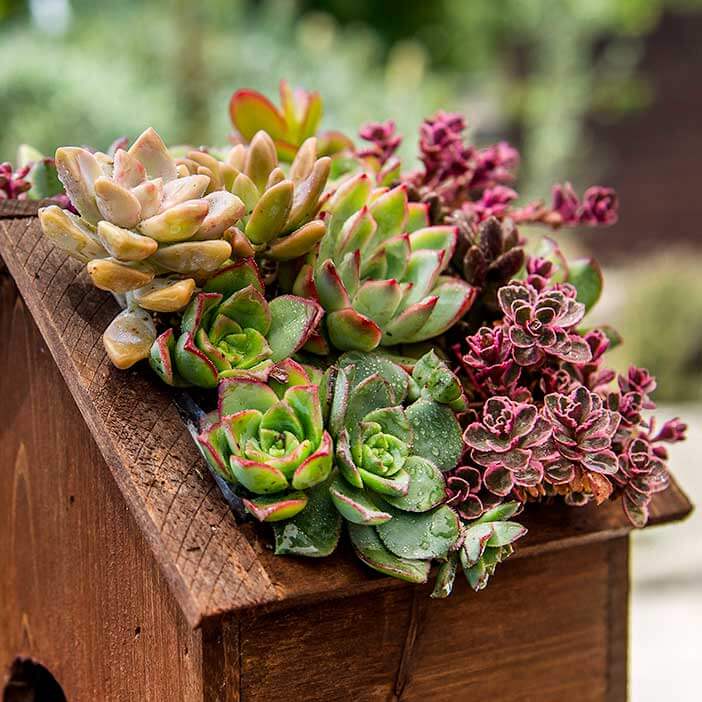 SuperMoss | Jade Plantable Birdhouse SuperMoss | Jade Plantable Birdhouse