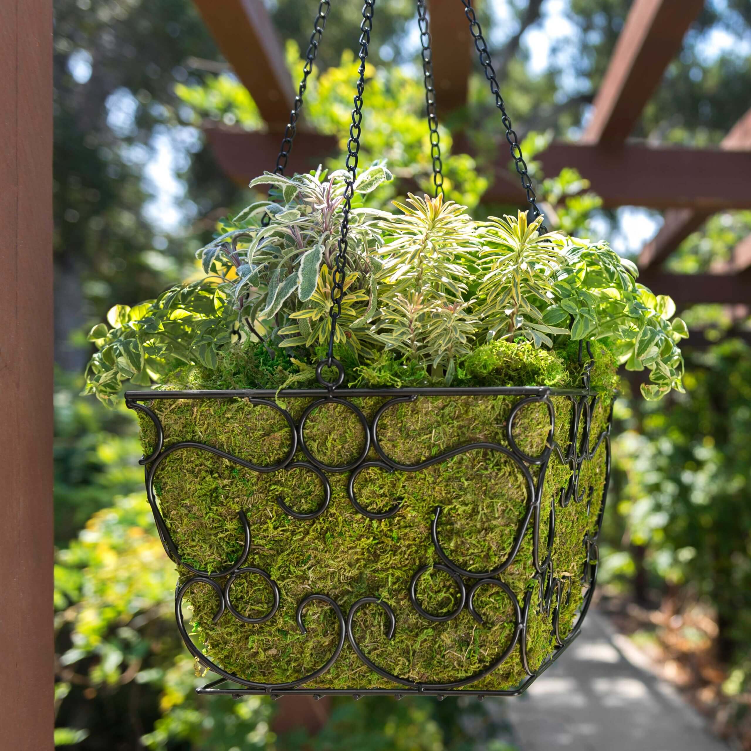 SuperMoss - Macbeth Square Wire Hanging Basket, image size:2560x2560