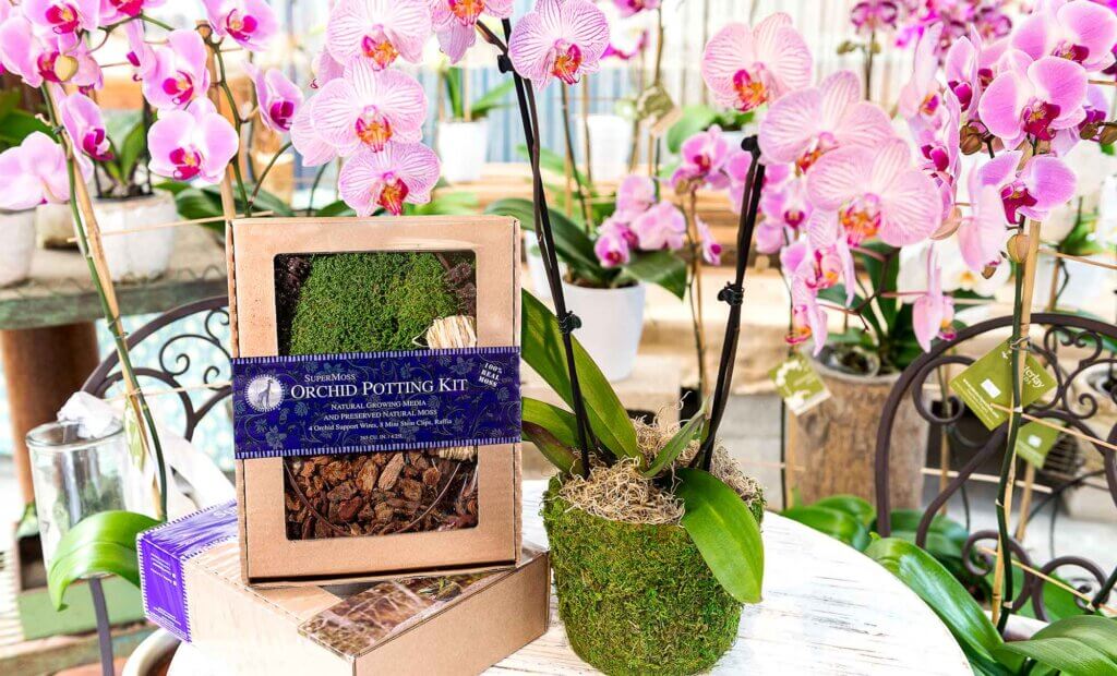 Orchid Potting Kit, Reindeer Moss #1