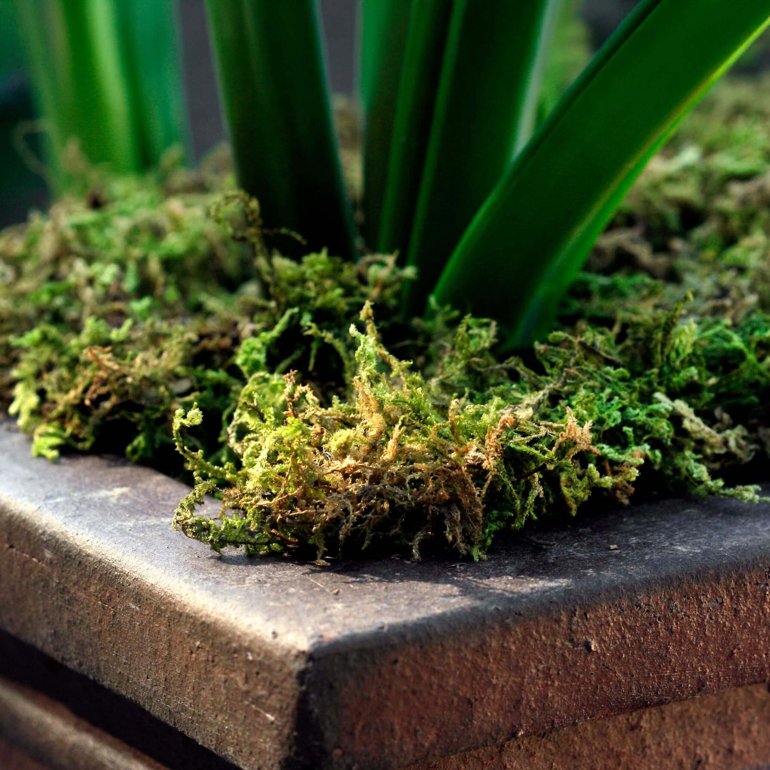 SuperMoss - Mountain Moss Dried