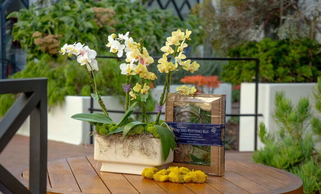 Orchid Potting Kit, Sheet Moss #1
