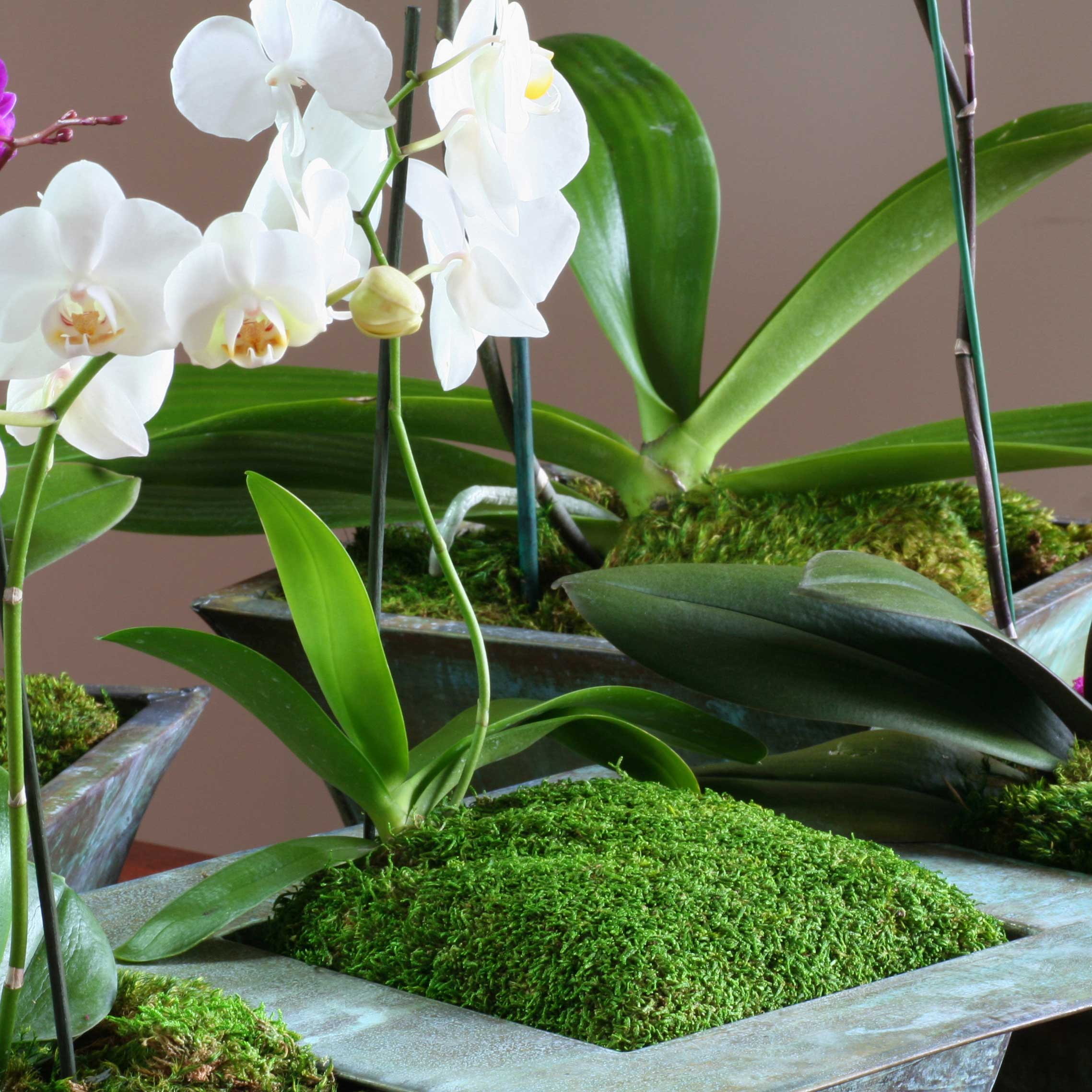 SuperMoss - Orchid Potting Kit, Sheet Moss