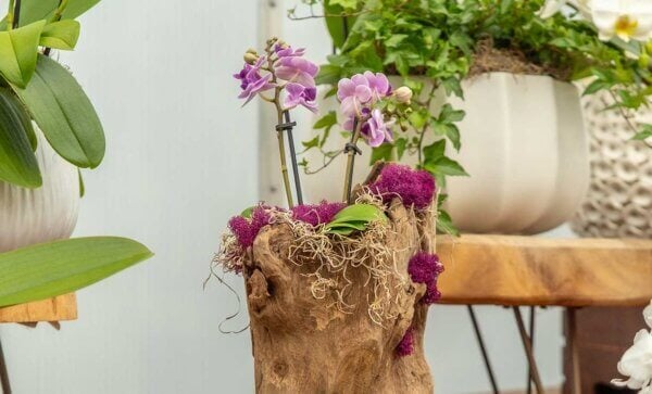 Orchid Potting Kit, Spanish Moss