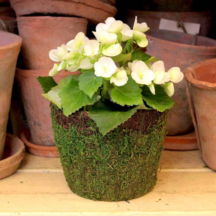 Vineyard Deco Basket Set #1