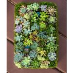 How to Make Succulent Mandalas Propagation Tray Art