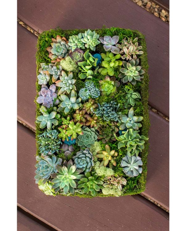 How to Make Succulent Mandalas Propagation Tray Art