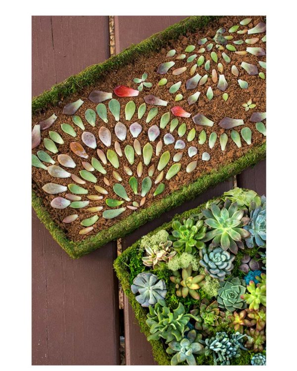 How to Make Succulent Mandalas Propagation Tray Art