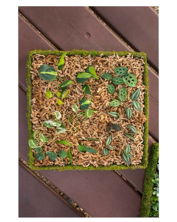 How to Make Succulent Mandalas Propagation Tray Art