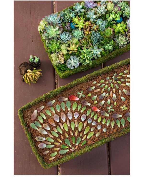 How to Make Succulent Mandalas Propagation Tray Art