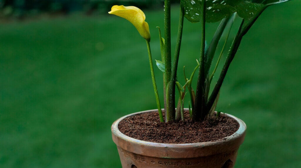 Buffered Coconut Soil, Natural #1