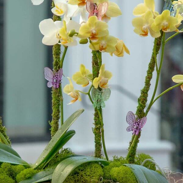Butterfly Orchid Clips