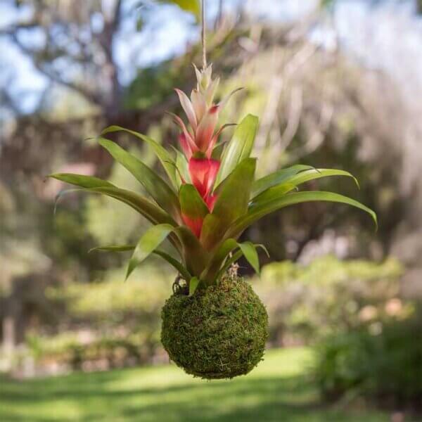 Kokedama, Fresh Green