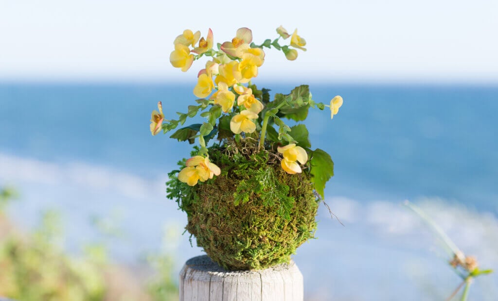 Kokedama, Fresh Green #1