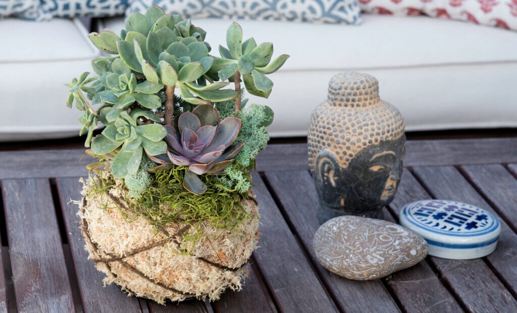 Kokedama, Blond Sphagnum #1