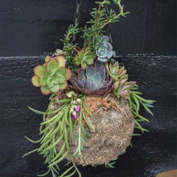 Kokedama, Blond Sphagnum