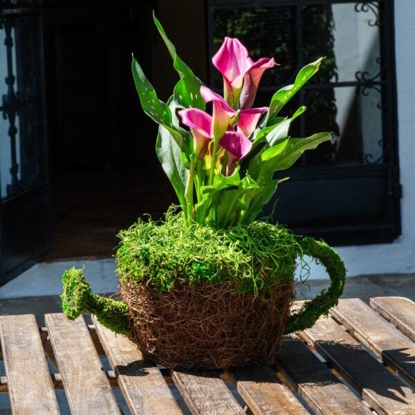 Watering Can Deco Moss Planter