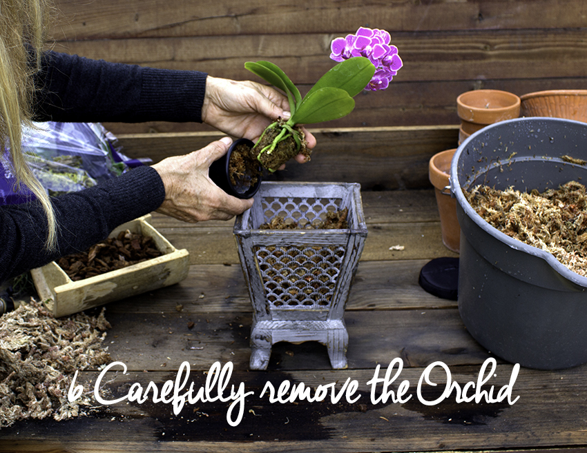 Repotting an Orchid - The Rain in Spain