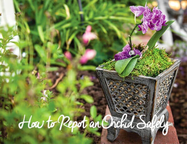 Repotting Orchids — How to Repot an Orchid Safely