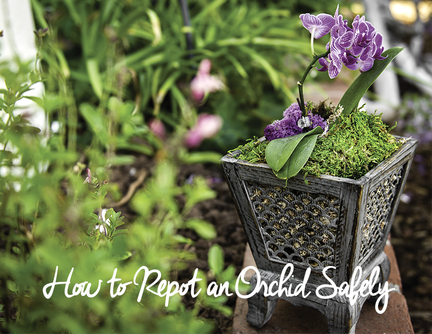 Is Orchid Moss the Same as Sphagnum moss? Let's Find Out! - Garden Go Time