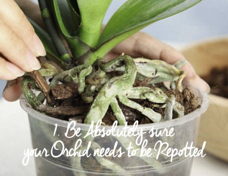 Repotting Orchids — How to Repot an Orchid Safely SuperMoss