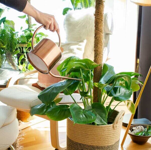 SuperMoss Moss Poles