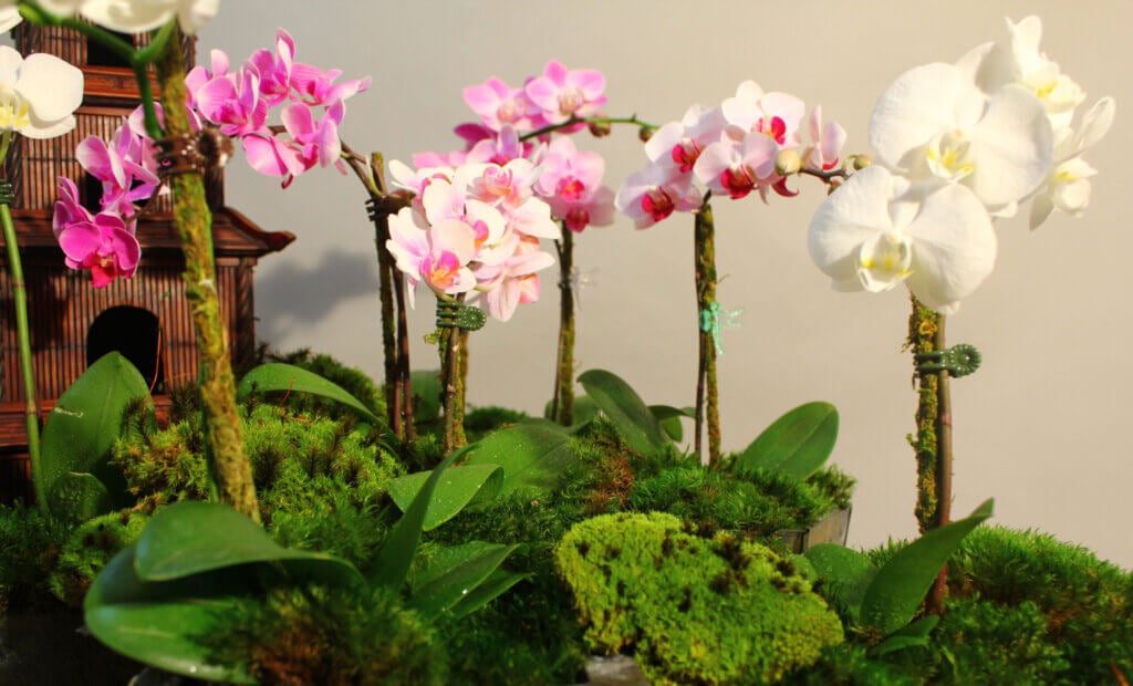 Daisy Orchid Clips #1