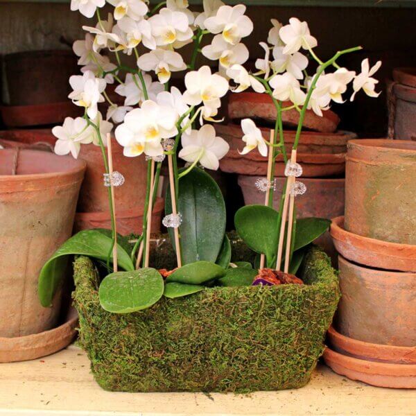 Shasta Deco Moss Basket