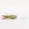 Tillandsia Ionantha Fuego Air Plant