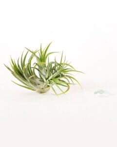 Tillandsia Ionantha Ecuador Air Plant Clump