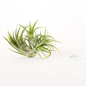 Tillandsia Ionantha Ecuador Air Plant Clump