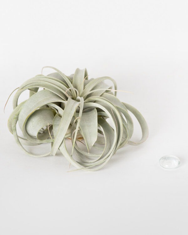 Tillandsia Xerographica Air Plant