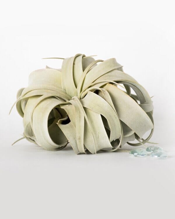 Tillandsia Xerographica Air Plant