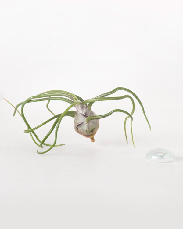 Tillandsia Bulbosa Guatemala Air Plant