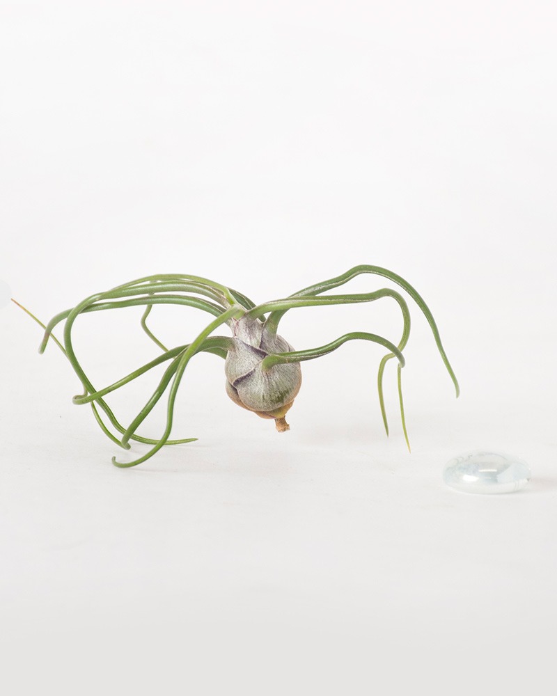 Tillandsia Bulbosa Guatemala Air Plant