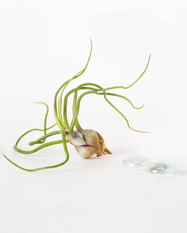 Tillandsia Bulbosa Guatemala Air Plant