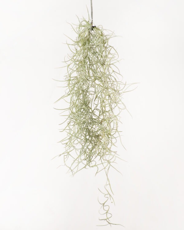 Tillandsia Usneoides Air Plant (Live Spanish Moss)