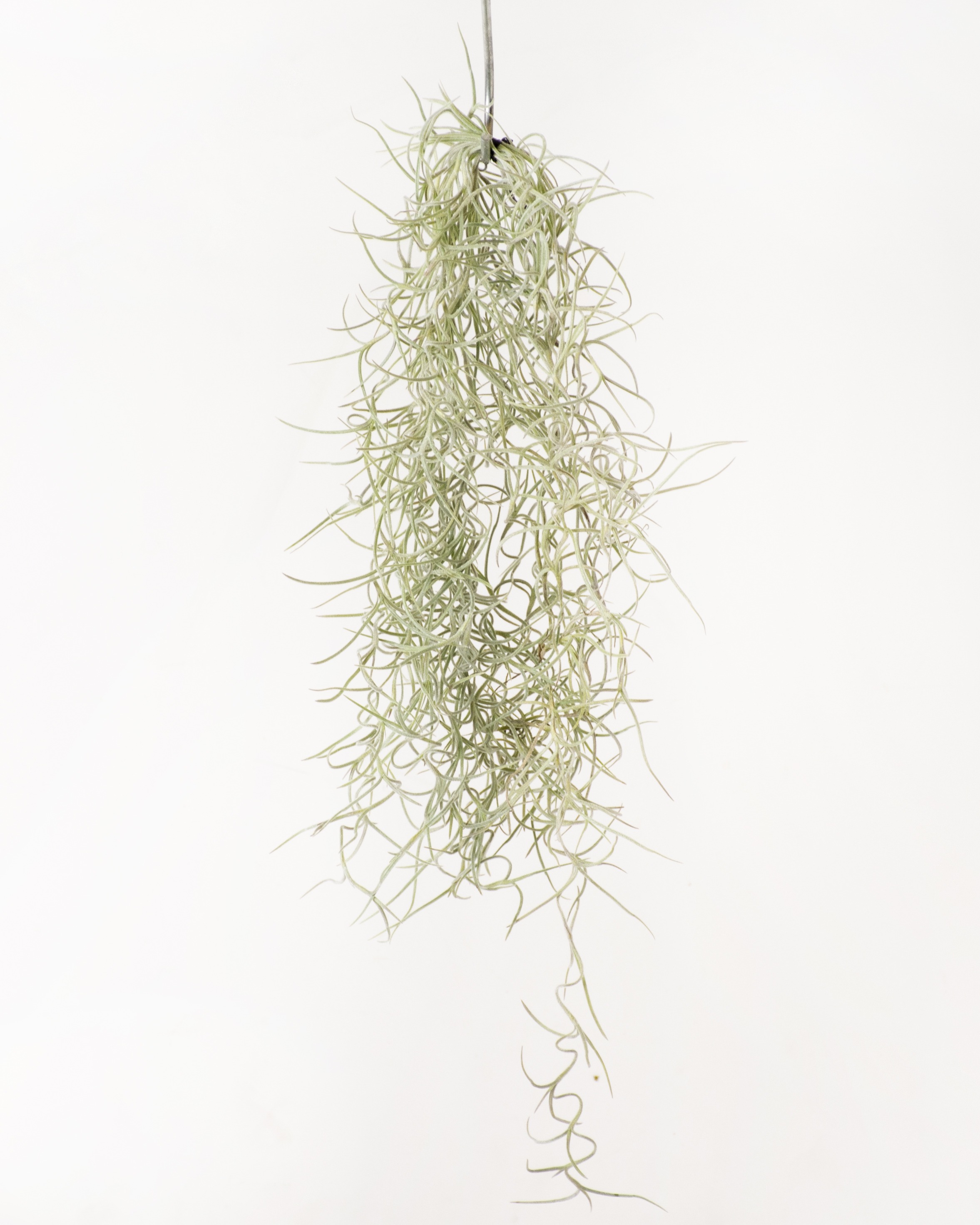 Spanish Moss Usneoides Air Plant  Spanish Moss Care and Growing -  Succulents Box