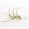 Tillandsia Caput Medusae Air Plant